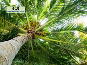 Top 5 Plants That Look Like Palm Trees