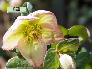 Hellebores In Summer: How Does This Plant Look Like?
