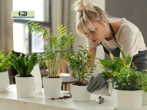How To Flush Plants Without Overwatering 