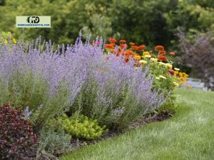 Companion Plants For Sage: Eveything You Should Know