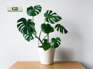 Monstera Growth Stages: Everything You Should Know