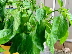 7 Signs You're Overwatering Pepper Plants