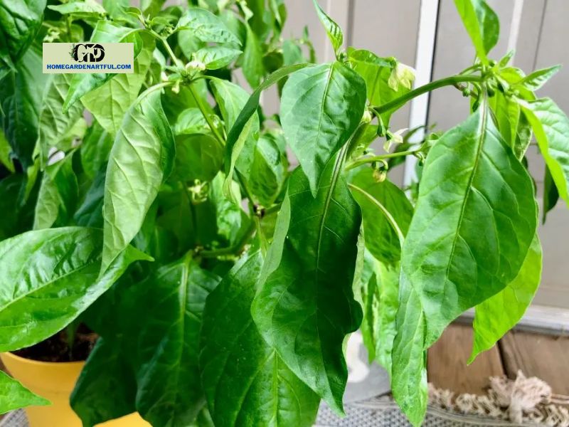 7 Signs You're Overwatering Pepper Plants