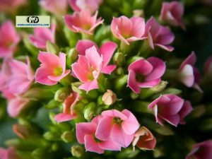 5 Beautiful Flowers That Start With K