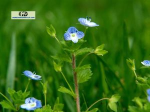 5 Beautiful Weeds With Blue Flowers