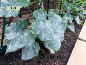 Cucumber Leaves Turning White: Everything You Should Know