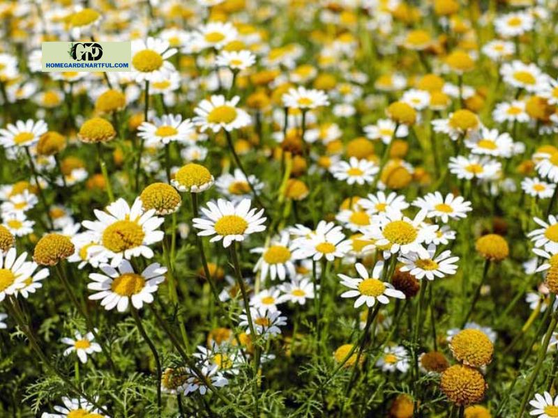 Chamomile Companion Planting: Everything You Should Know