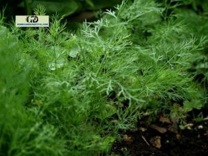 4 Amazing Plants That Look Like Dill