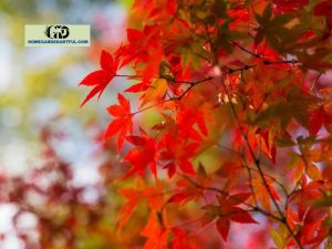 Transplanting Japanese Maple: Everything You Should Know