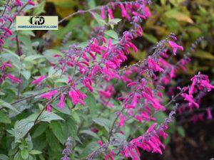 Salvia Wendy's Wish: How To Care For This Plant