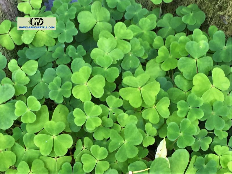 Wood Sorrel vs Clover: Everything You Should Know