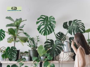 Monstera Climbing Wall: How To Take Care Well Of This Plant