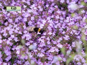 Is Creeping Thyme Invasive? Everything You Should Know