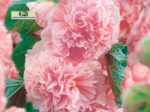 Double Petal Hollyhock: Everything You Should Know