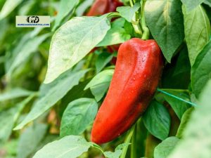 Paprika For Plants: Is It Good?