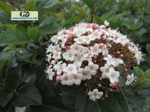 Shades Of Pink Viburnum: Everything You Should Know