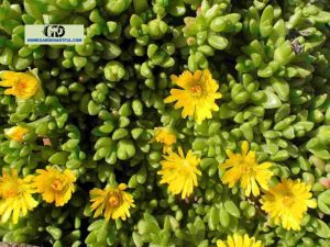 8 Beautiful Ground Cover With Yellow Flowers