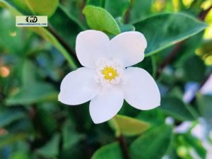 Arctic Snow Bush: Eveything You Should Know