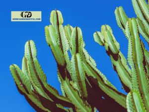 Black Spots On Cactus: How To Deal With This Problem