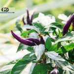 Hottest Purple Pepper: Everything You Should Know