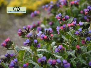 Spot On Lungwort: Everything You Should Know
