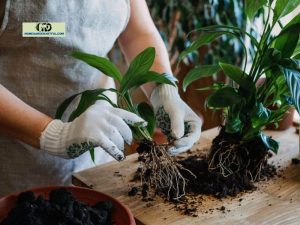 Peace Lily Root Rot: How To Handle This Issue