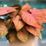 Maria Arrowhead Plant: A Full Guide To Care This Plant