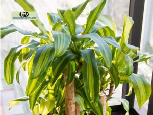 Dracaena Gold Star: Everything You Should Know