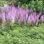 Astilbe Purple Candles: Tips To Care This Plant