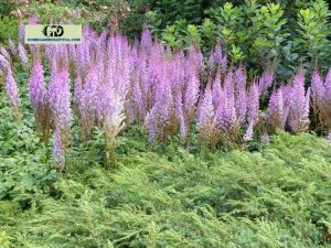 Astilbe Purple Candles: Tips To Care This Plant