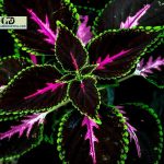 King Kong Coleus: Everything You Should Know