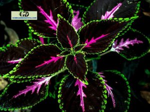 King Kong Coleus: Everything You Should Know