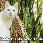 are snake plants toxic to cats 2 toxic 1