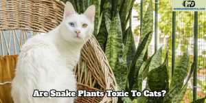 are snake plants toxic to cats 2 toxic 1