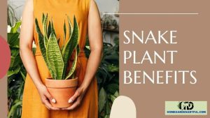 The Snake Plant Benefits